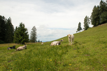 Cows in the Alps