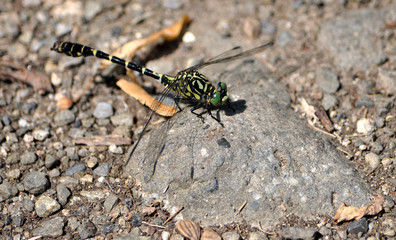 dragonfly on stone
