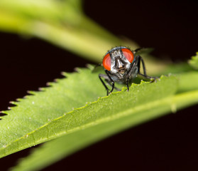 fly in nature. close-up