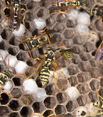 wasp nest