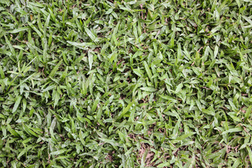 Close up dirty grass