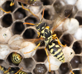 wasp nest