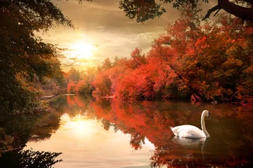 Foto auf Acrylglas Herbst Schwan im Herbst