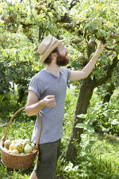 bearded boy farmer who gathers pears from tree with straw basket