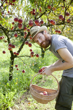young boy farmer who gathers peaches from tree with straw basket