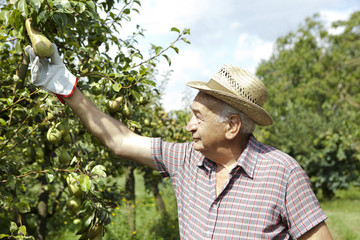 grandfather farmer who gathers pears from tree with straw hat