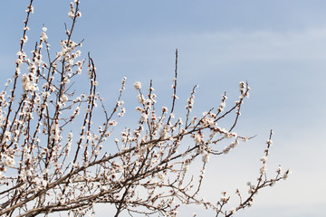 beautiful flowers on the tree in nature