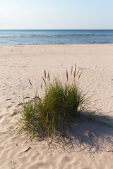 Grass on beach.