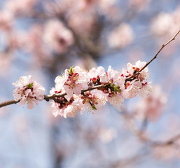 beautiful flowers on the tree in nature