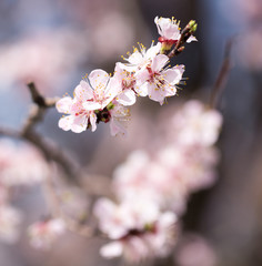 beautiful flowers on the tree in nature