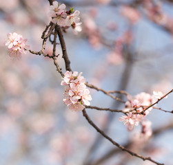 beautiful flowers on the tree in nature