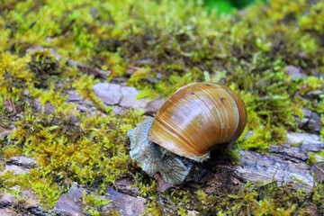 Snail on a log