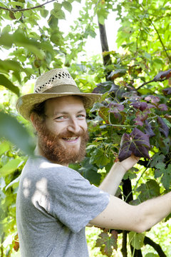 young hipster bearded smiling boy farmer working on vineyard