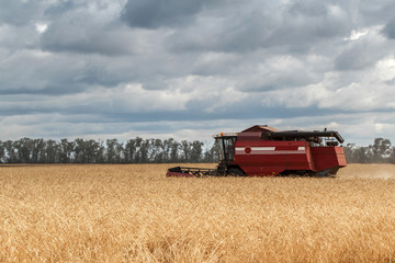 harvester removes the wheat from the field