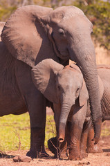 Fototapeta na wymiar Mother and Baby Elephant