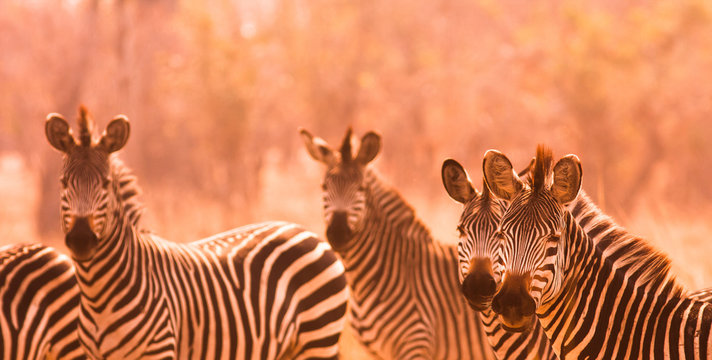 Fototapeta Herd of Zebra