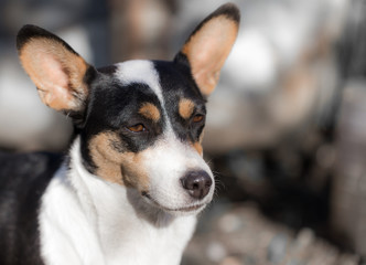 dog's face with spots