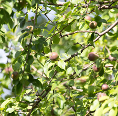 pears on the tree in nature