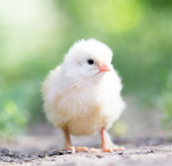 little chicken on the nature