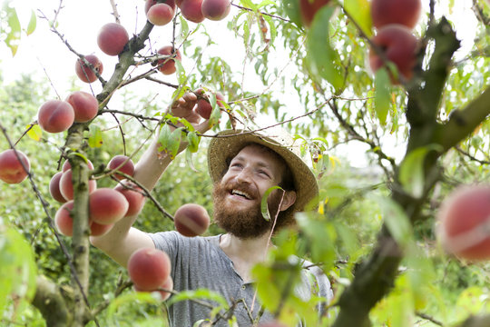 young bearded boy farmer who gathers peaches from the tree