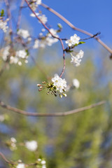 Beautiful flowers on a fruit-tree