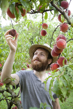 young bearded boy farmer who gathers peaches from the tree