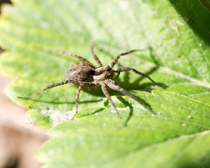 spider in nature. Macro