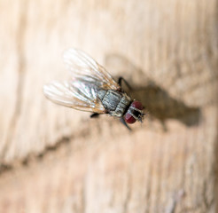 fly in nature. macro
