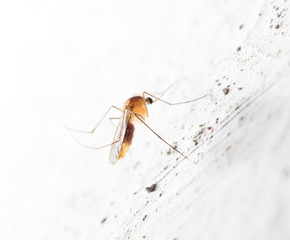 mosquito on the white wall. macro