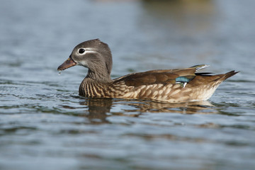 Mandarin Duck, Mandarin, Aix galericulata
