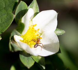 ant in nature. macro