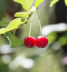 Obraz premium ripe cherries on the tree