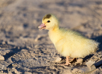 little duckling in nature