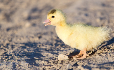 little duckling in nature