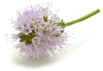 Mentha Menta Mint Minzen Menthe Mięta Мята نعناع © Comugnero Silvana