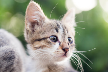 Obraz premium portrait of kitten