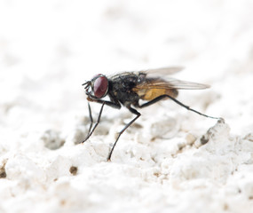fly in nature. macro