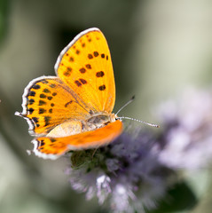 Obraz na płótnie Canvas beautiful butterfly in nature