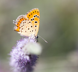 Fototapeta na wymiar beautiful butterfly in nature
