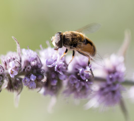 bee on nature. macro