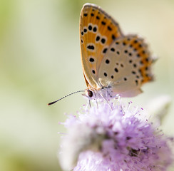 beautiful butterfly in nature