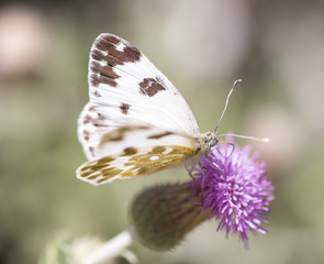 beautiful butterfly in nature