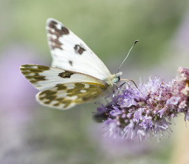 beautiful butterfly in nature