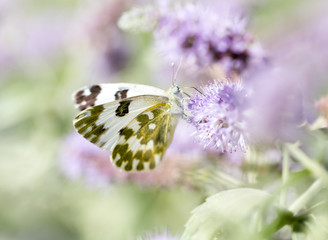 beautiful butterfly in nature