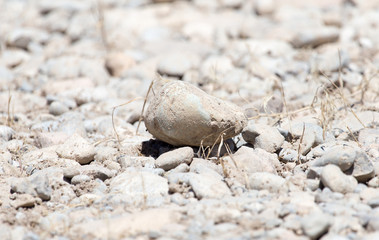 stones in nature as background