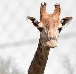 Obraz premium giraffe's head