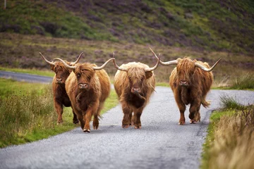 Schapenvacht deken met patroon Schotse hooglander Schotse koe II
