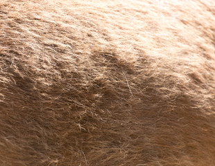 horse hair as background