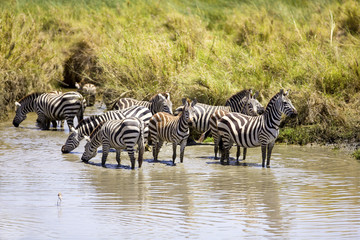 Fototapeta na wymiar Zebras drinks of a water hole
