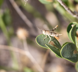 grasshopper in nature. macro